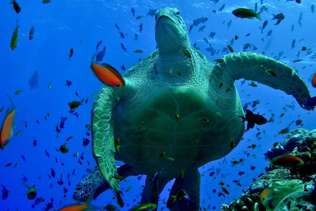The Orca Hulhumale Exterior foto