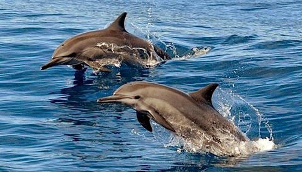 The Orca Hulhumale Exterior foto